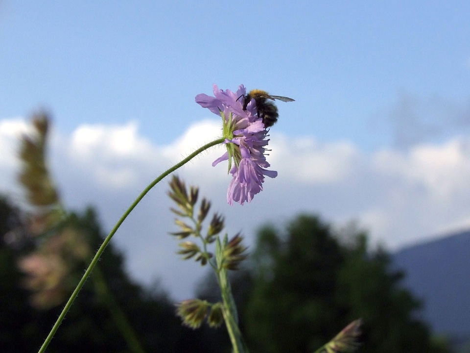 Spring insect blue bee
