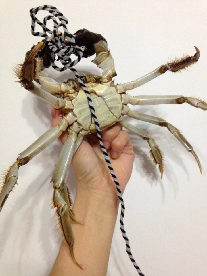 Male crab abdomen handheld