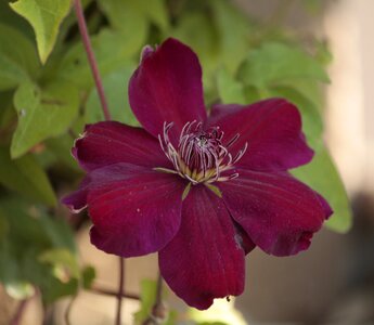 Clematis pink Free photos