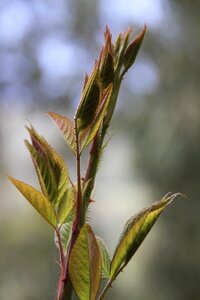 Plant leaf healthy