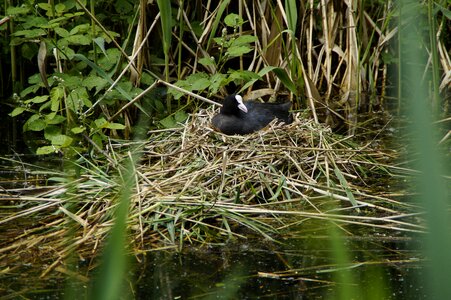 Water bird bach waters photo