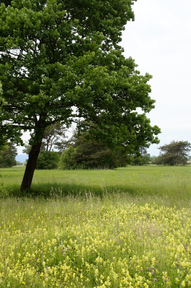 Wild grass grasses