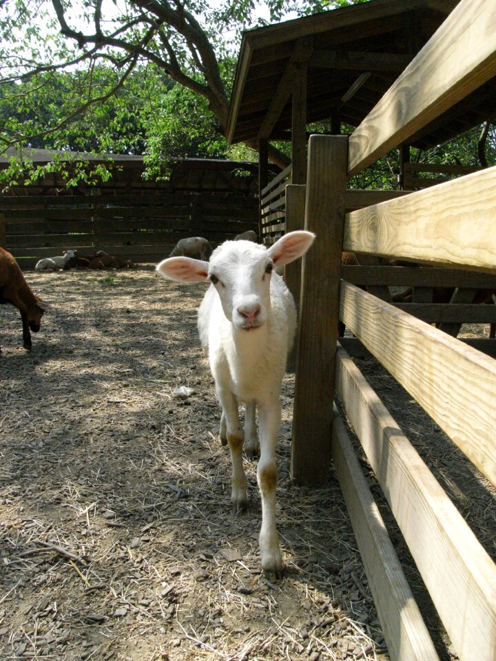 Biological fermat livestock