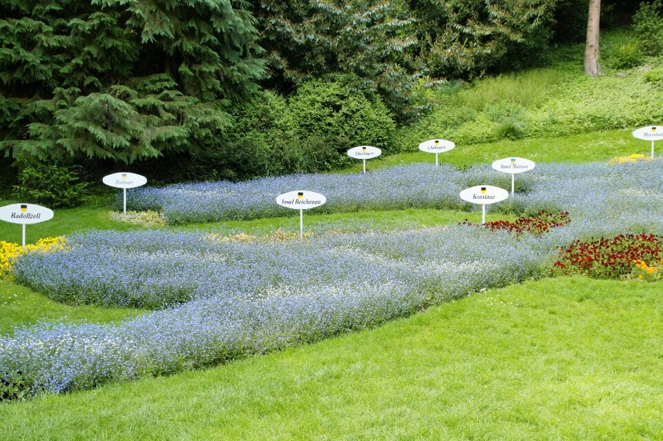Lake constance flower picture image