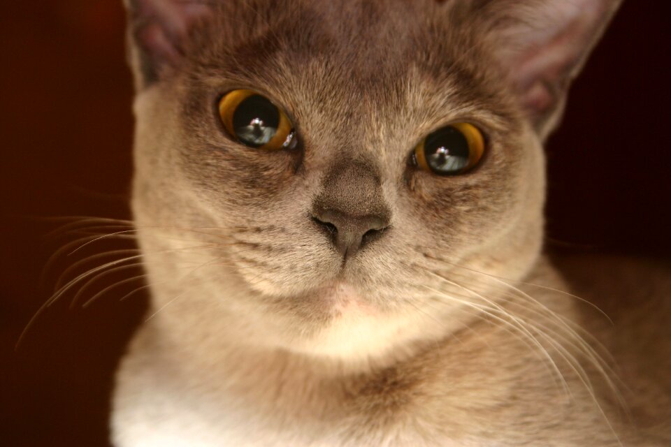 Pet cute