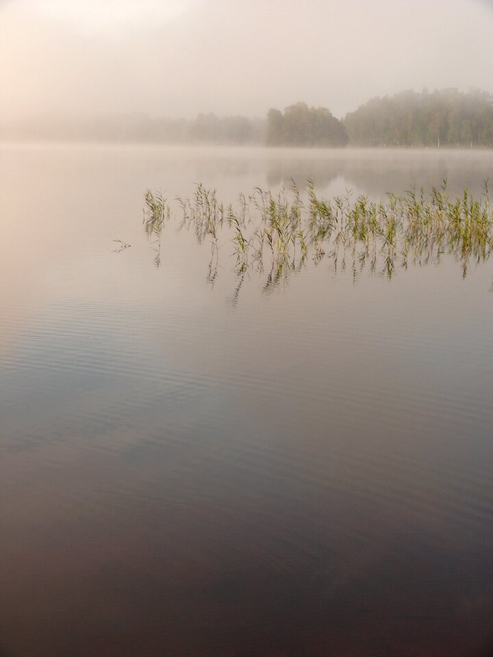 Landscape fog reed photo