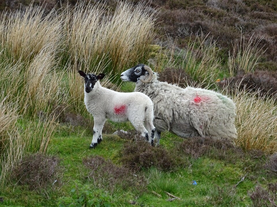 Animal mammal agriculture