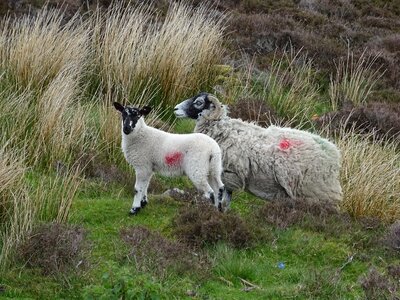 Animal mammal agriculture photo