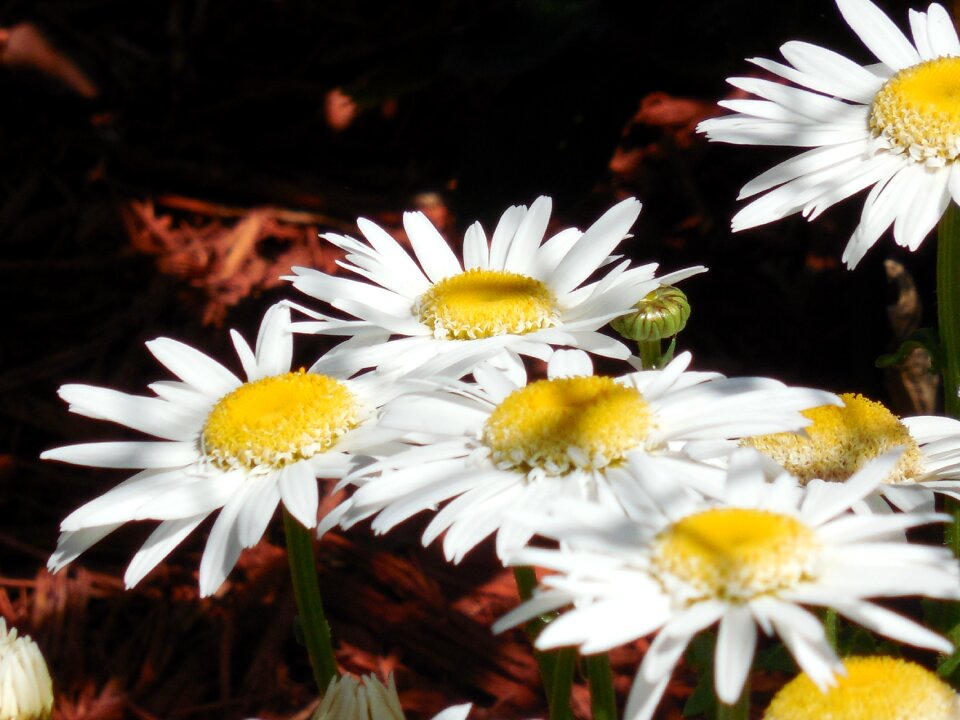 Nature plant summer