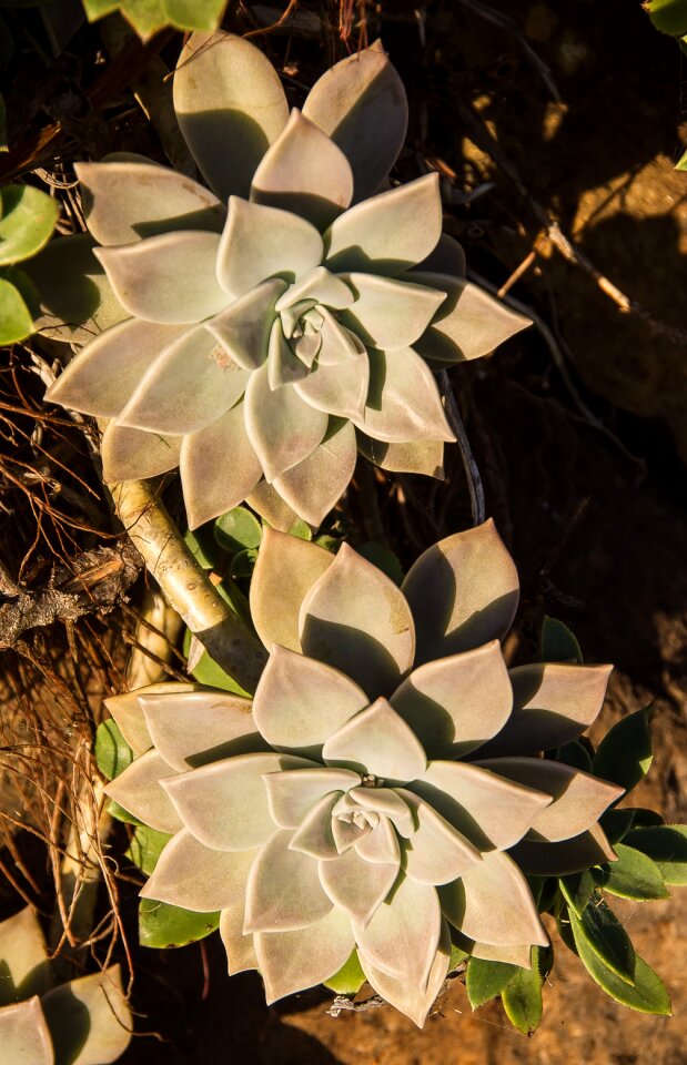 Grey rosette circle photo