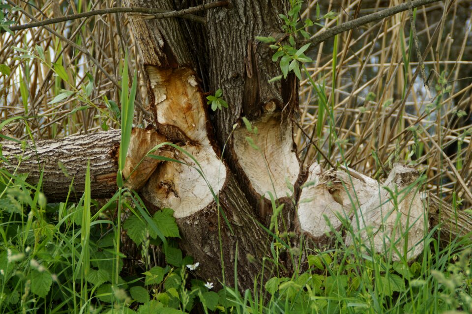Damage beaver damage chewed on