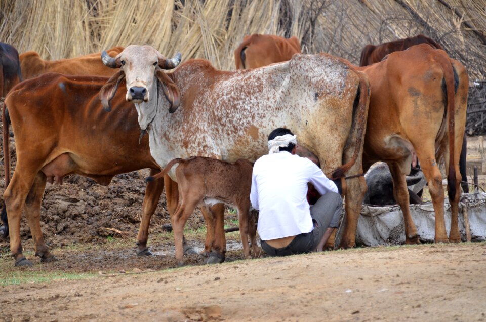 Milking farmer milk