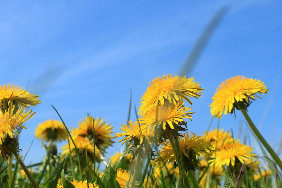 Taraxacum sect ruderalia weed pointed flower