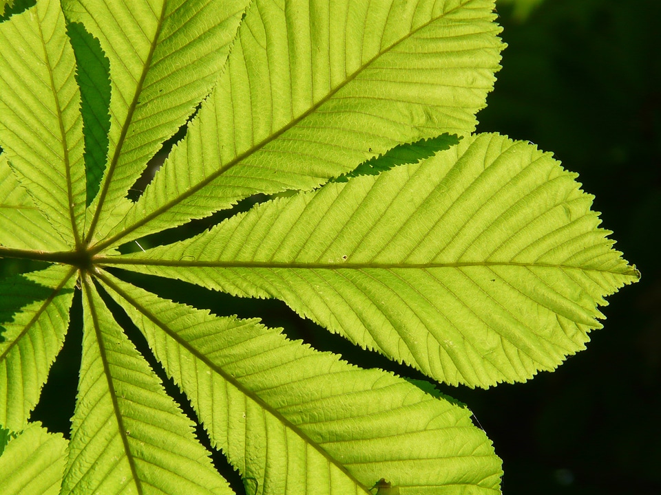 Tree foliage aesthetic