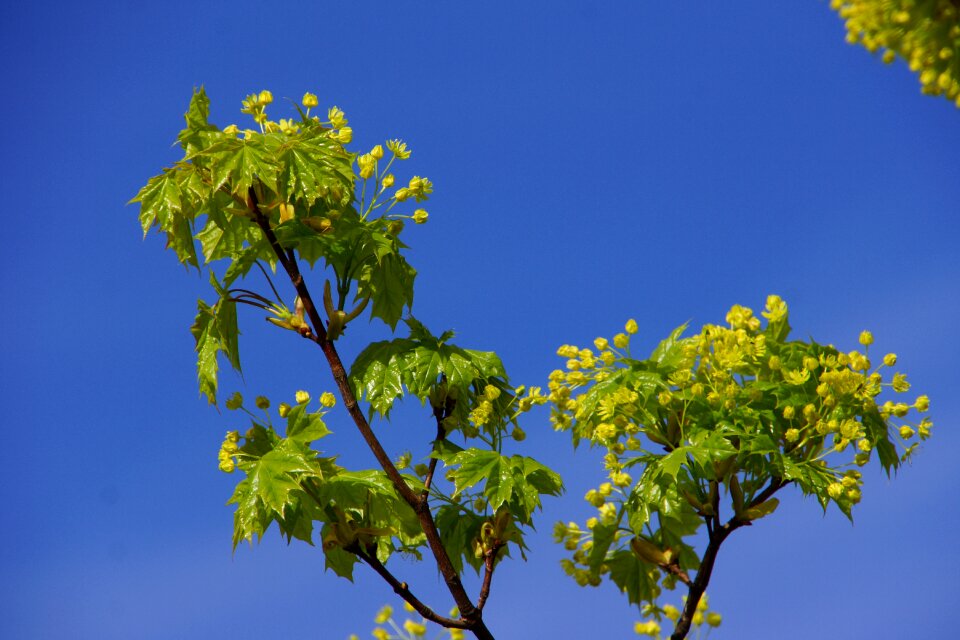 Maple maple blossom deciduous tree