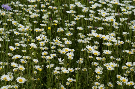 Flower meadow grass ungemäht photo