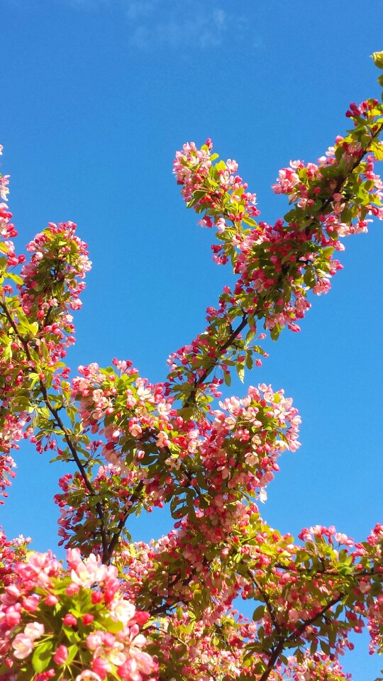 Flowers himmel nature