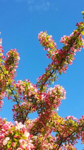 Flowers himmel nature photo