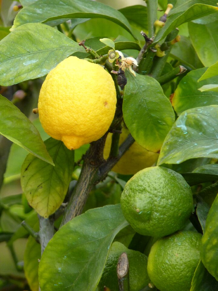 Sour fruit vitamins