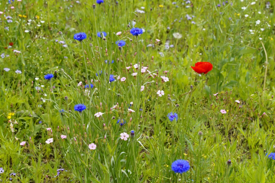 Flowers flower meadow grass