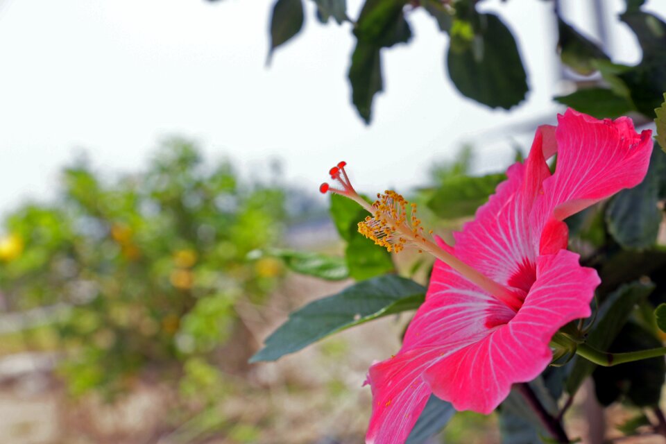 Flowers pink garden