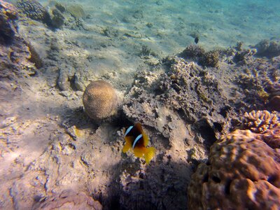 Diving swim underwater photo