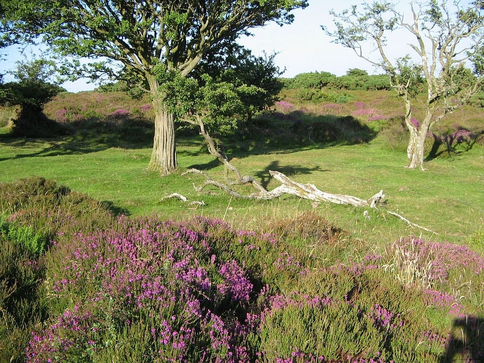England blossom floral