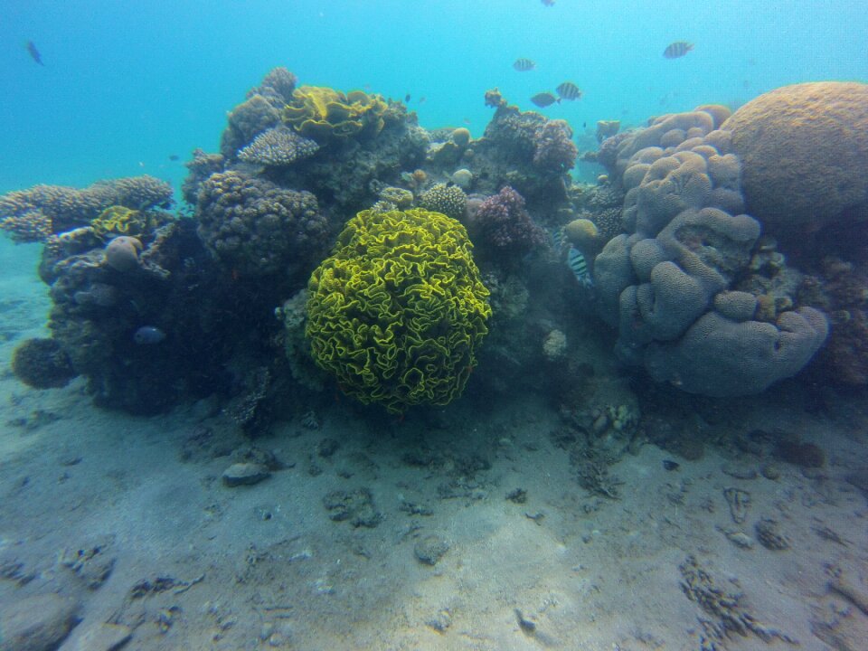 Underwater divers animal