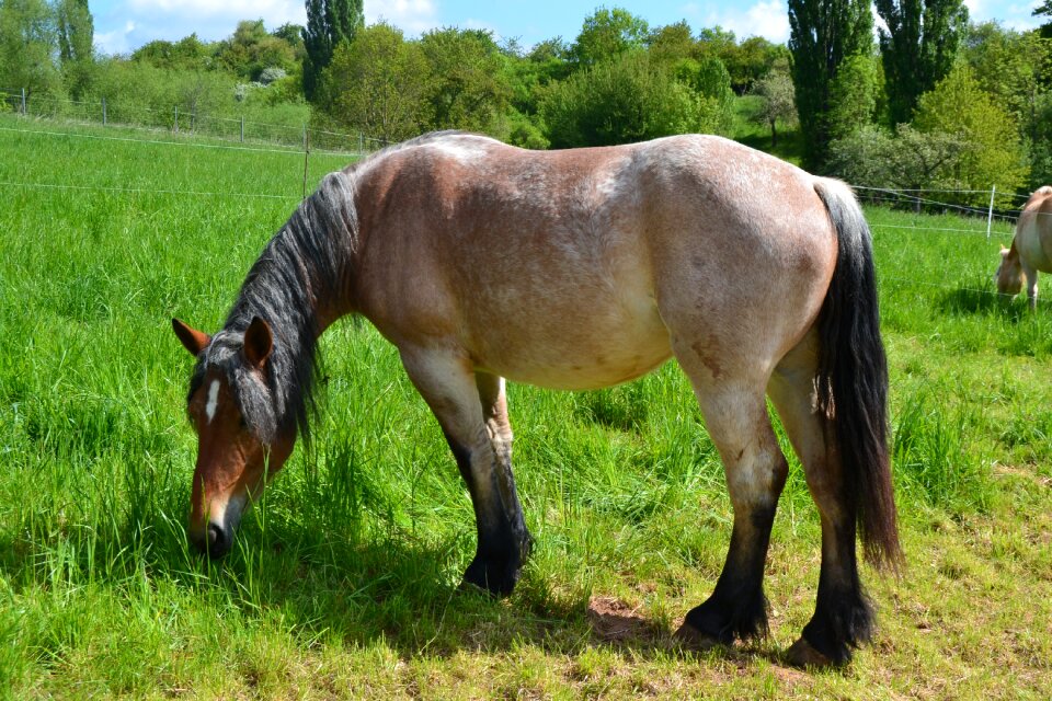 Graze nature meadow