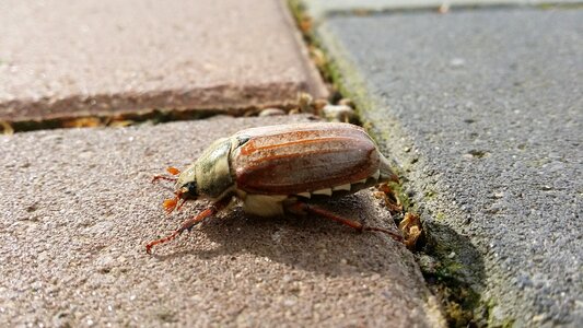 Chafer insect nature