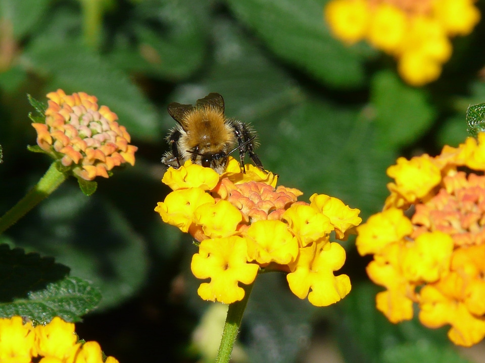 Insect lantana camara ornamental plant