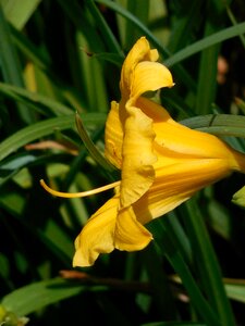 Lily nature plant photo