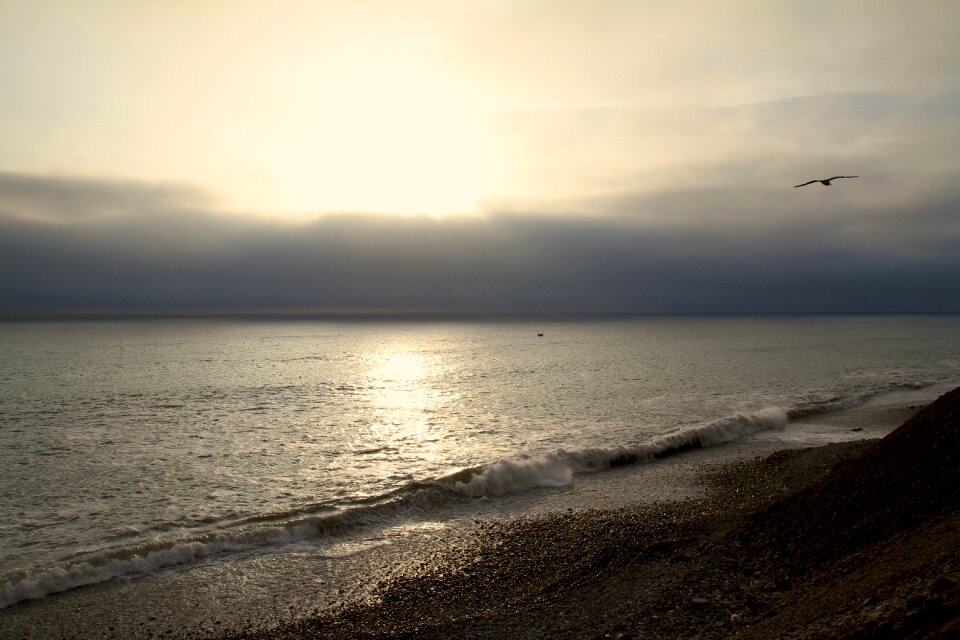 Pacific ocean bird photo