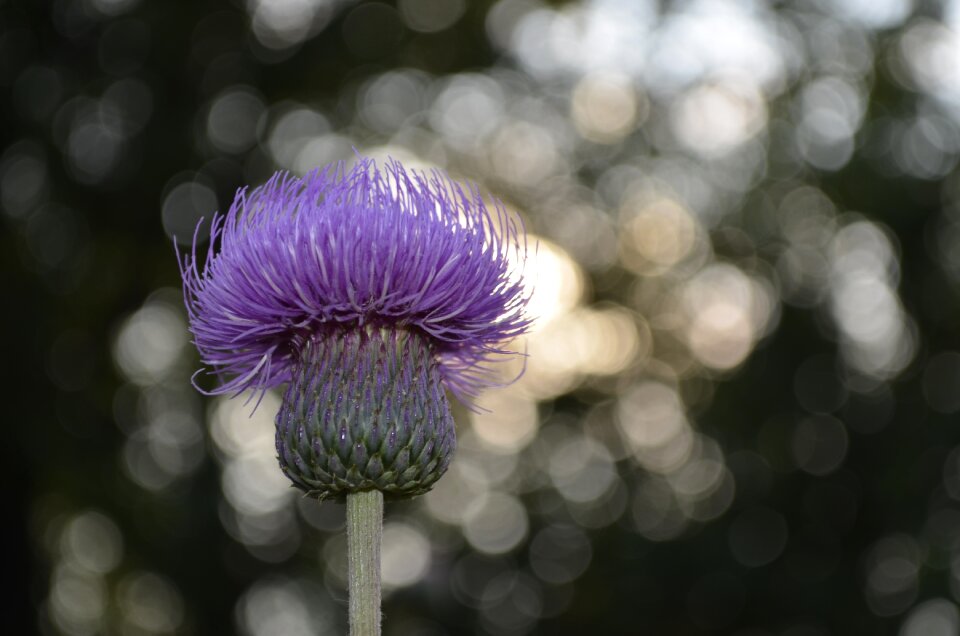 Flowers mov nature