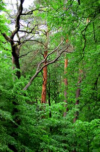 Natural tree nature