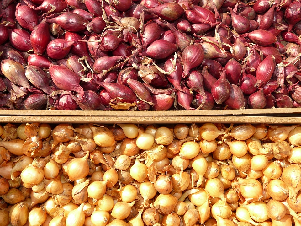 Onion sharp vegetables