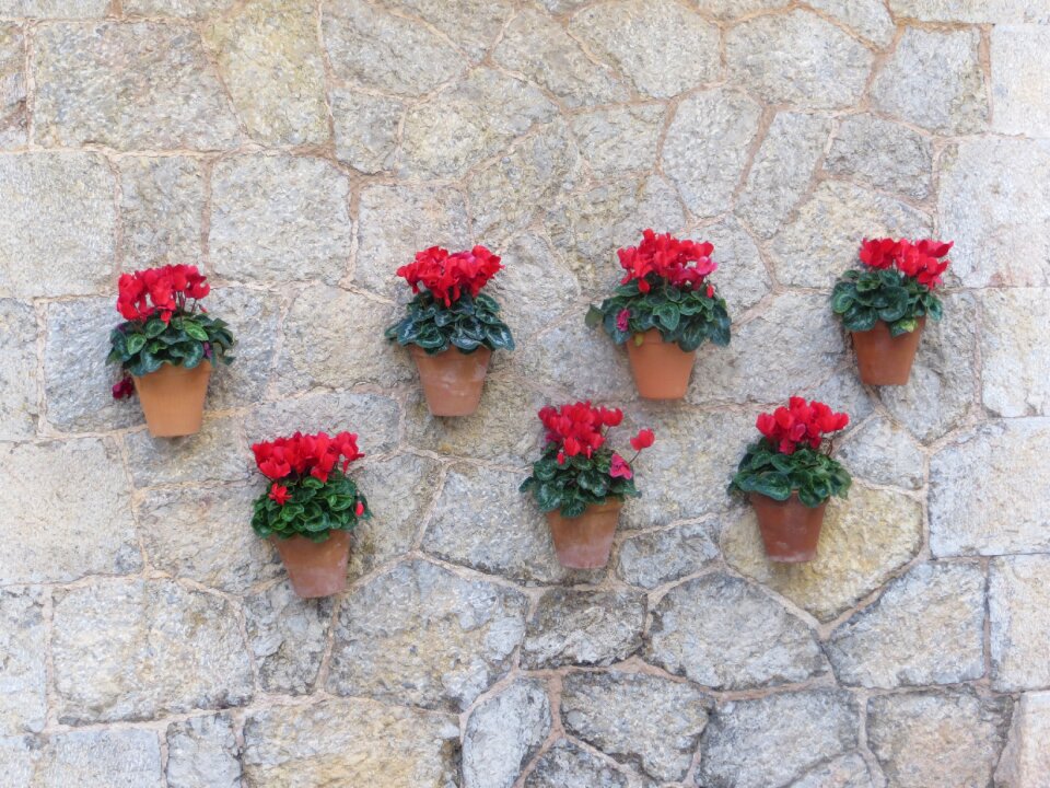 Flower pots harmony flowers photo