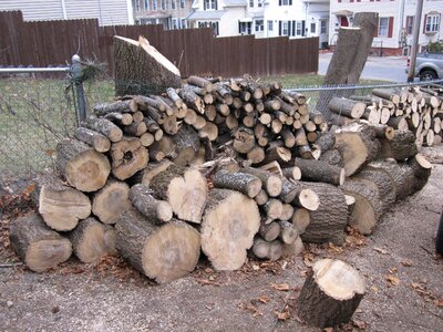 Firewood tree photo