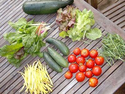 Fresh food harvest