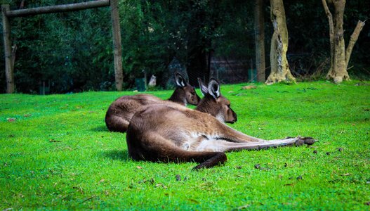 Kangaroos animals australia