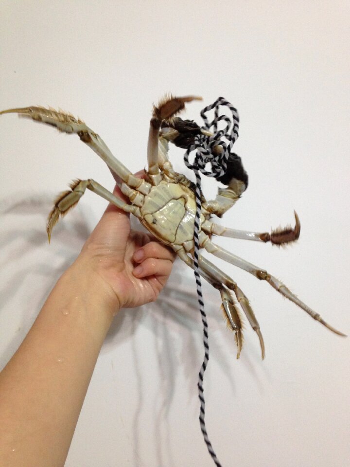 Crabs live crabs complete