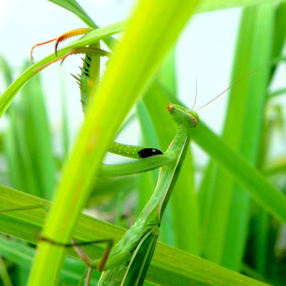 Mantis religiosa green grass