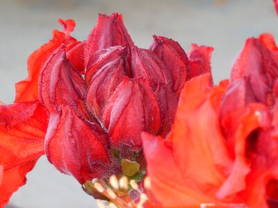 Spring bush garden
