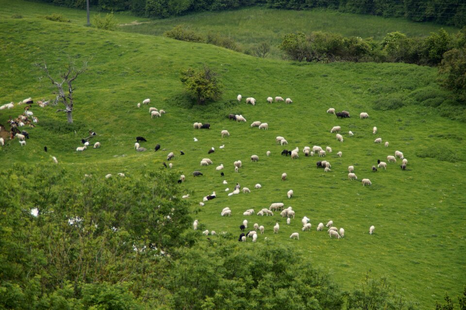 Graze pasture flock of sheep