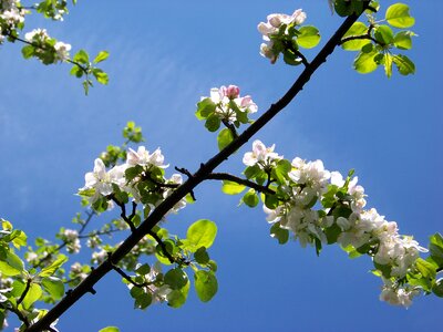 Flower sky april