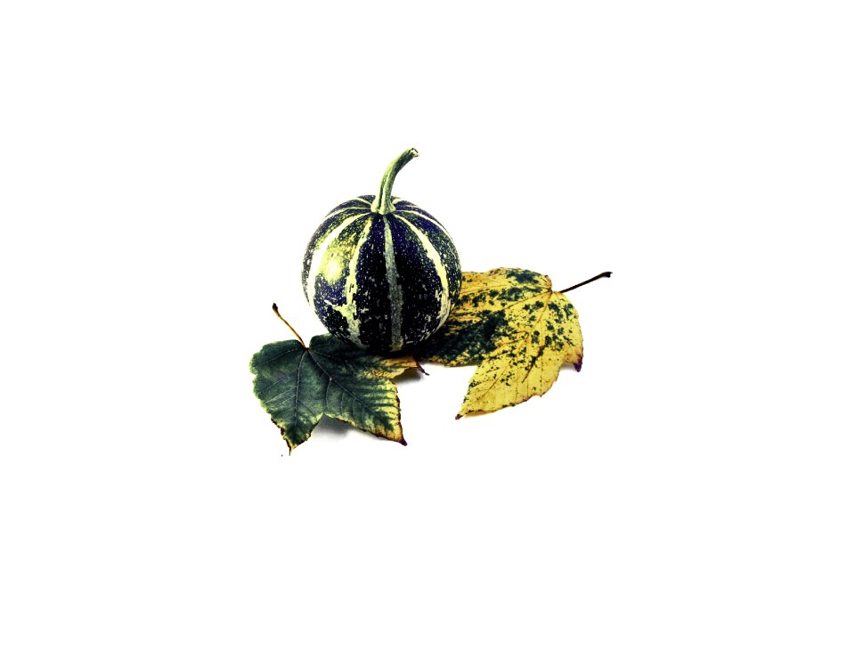 Autumn fall seasonal