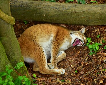 Nature big cat animal world
