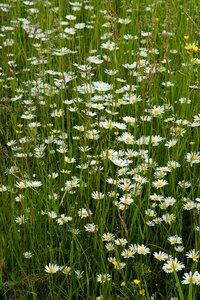 Flower meadow grass ungemäht photo