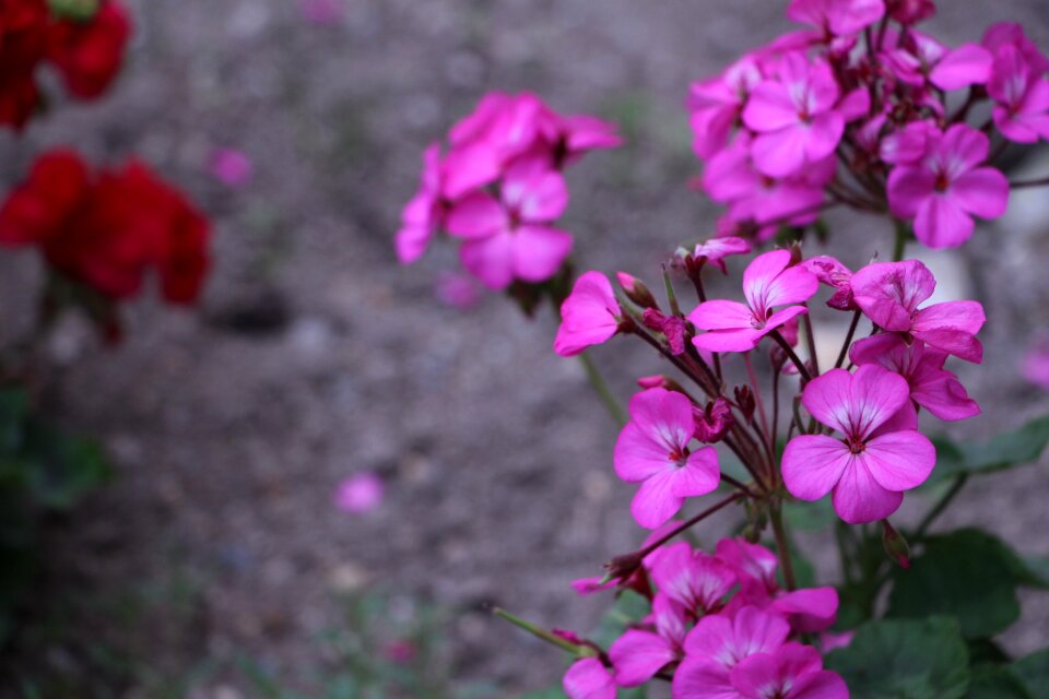 Cacho spring botanist