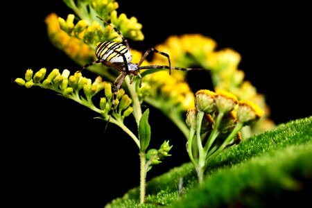 Nature insect yellow photo